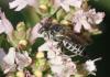 Coelioxys echinata